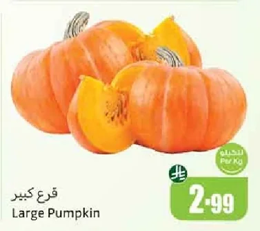قرع كبير