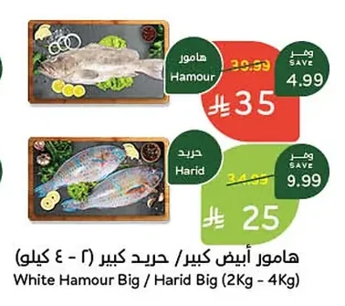هامور أبيض كبير / حريد كبير