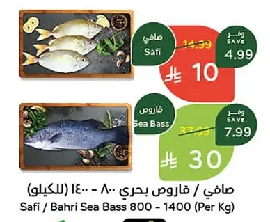 صافي / قاروص بحري