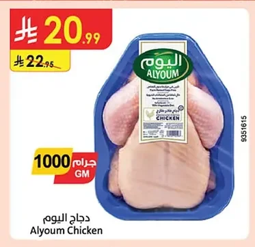 دجاج اليوم