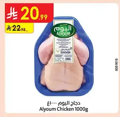 دجاج اليوم