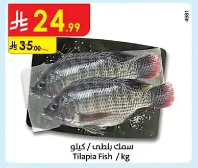 Tilapia Fish