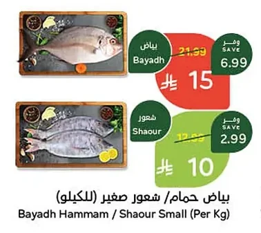 Bayadh Hammam / Shaour Small