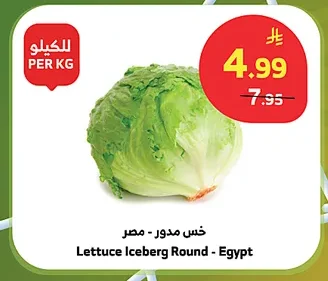 خس مدور