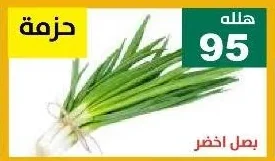 بصل اخضر