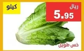 خس طويل