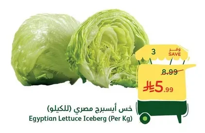 Egyptian Lettuce Iceberg