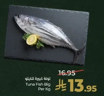 Tuna Fish Big