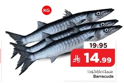 Barracuda