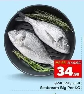 الدنيس الكبير للكيلو