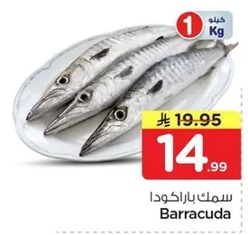 Barracuda