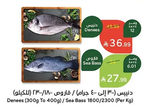 دينيس / قاروص