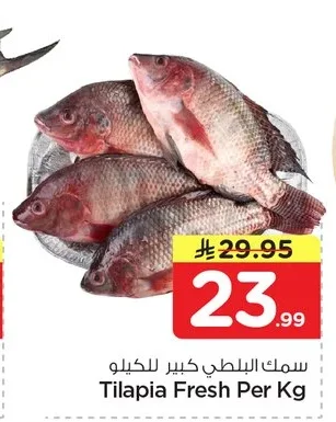 سمك البلطي كبير للكيلو