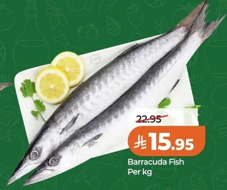 Barracuda Fish