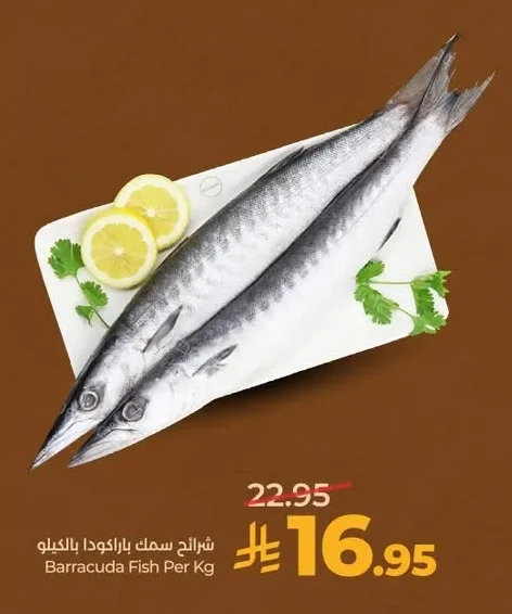 Barracuda Fish Per Kg