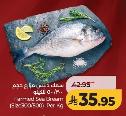 سمك دنيس مزارع