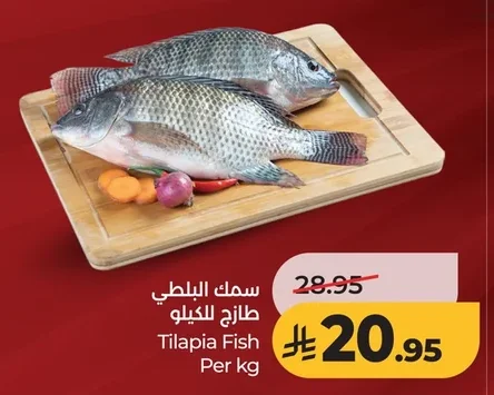 سمك البلطي