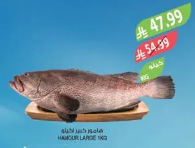 هامور كبير
