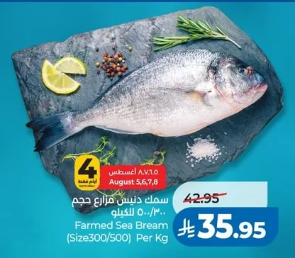 سمك دنيس مزارع حجم ٥٠٠/٣٠٠ للكيلو