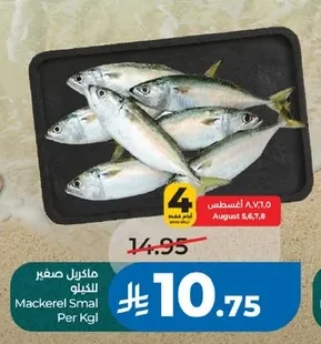 ماكريل صغير
