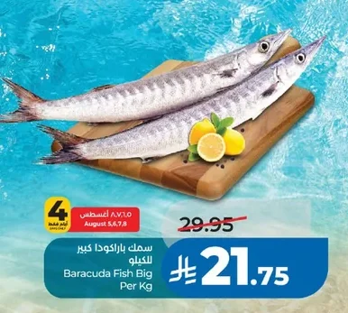 سمك باراكودا كبير