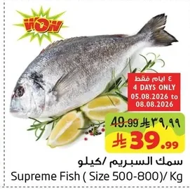Supreme Fish (Size 500-800)