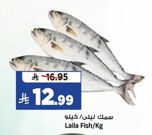 سمك ليلي