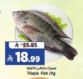Tilapia Fish