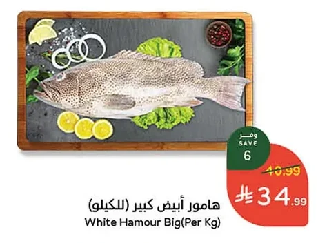 هامور أبيض كبير