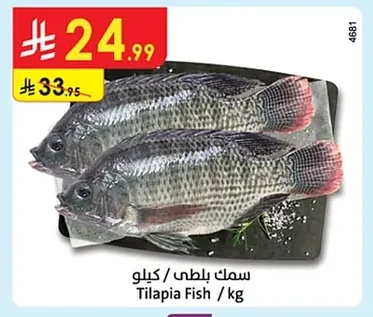 Tilapia Fish