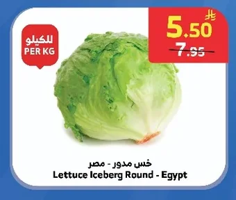 خس مدور - مصر
