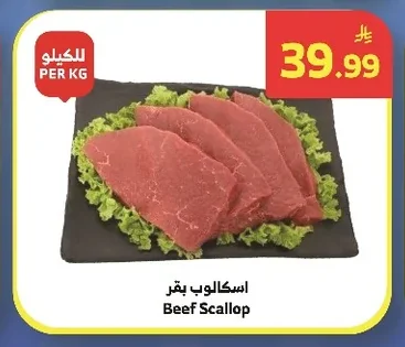 اسكالوب بقر