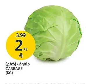 ملفوف