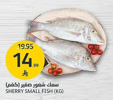 SHERRY SMALL FISH