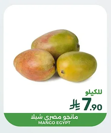 MANGO EGYPT