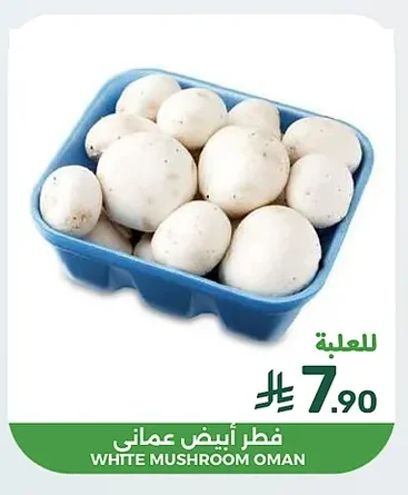 WHITE MUSHROOM OMAN