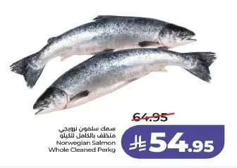 سمك سلمون نرويجي منظف بالكامل