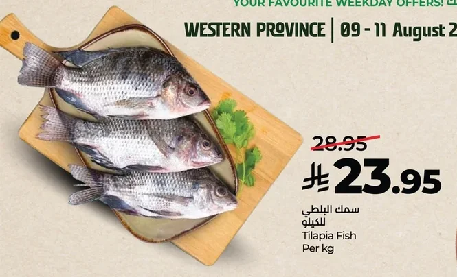 Tilapia Fish