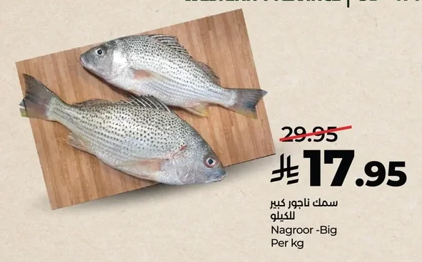 سمك ناجور كبير