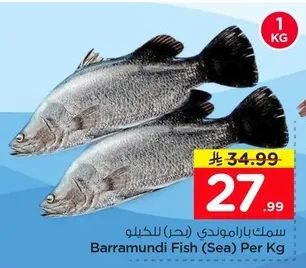 Barramundi Fish (Sea)