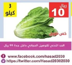 خس طويل