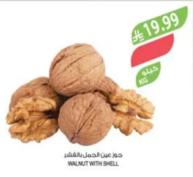 WALNUT WITH SHELL