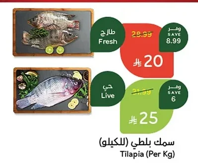 Tilapia
