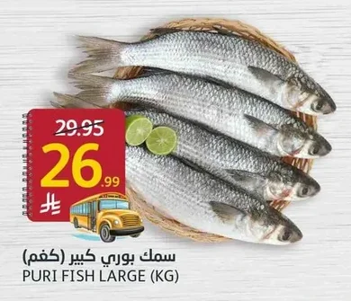 سمك بوري كبير