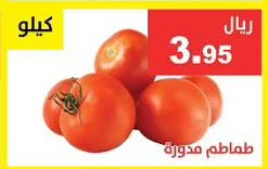 طماطم مدورة
